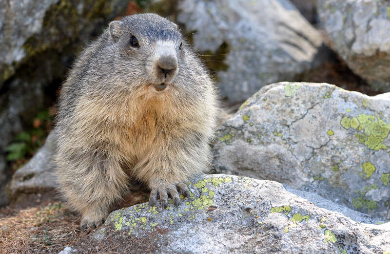 Balade nature à la rencontre des marmottes