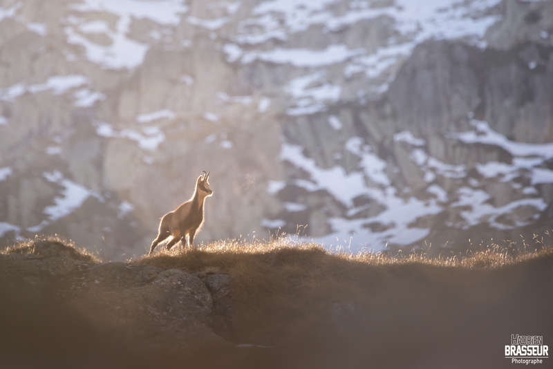 Rando photo animalière 3